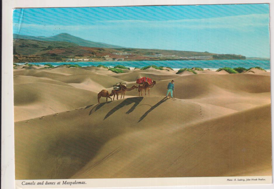 Camellos y Dunas en Maspalomas. Franqueado y fechado en 1976