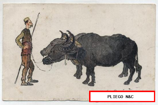 Postal Francesa. Búfalos de Macedonia. Fechado en 1918