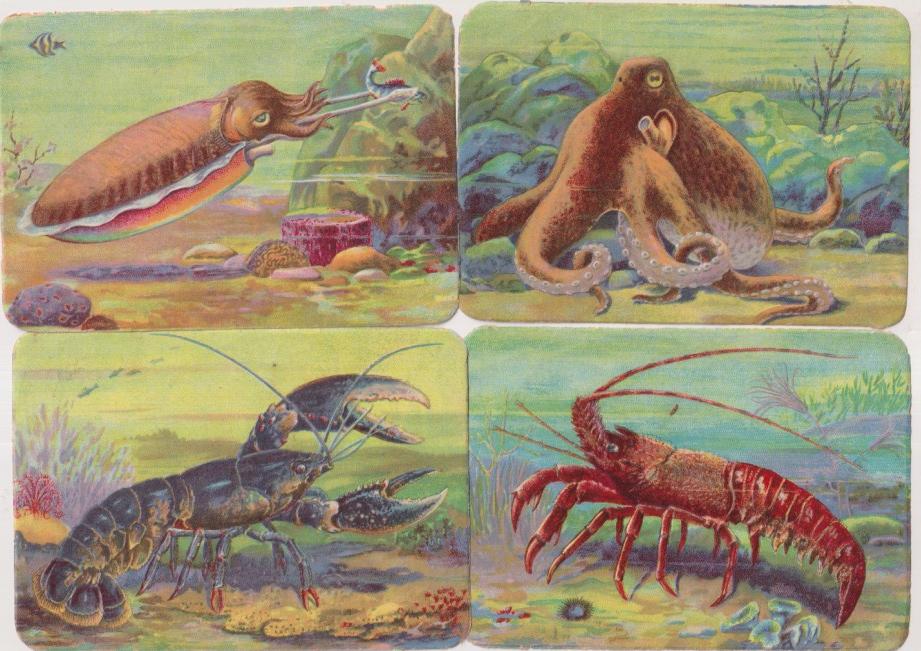Lote de 4 Cromos (12x8,5 c) Kruger. Alemania. Brillo y relieve